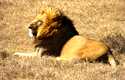 Kidnapped girl 'rescued' by lions