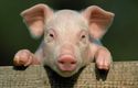 The genealogy of Swine