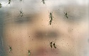 Zika virus spreads in South America, first cases in Europe