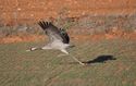 A crane prepares to take off