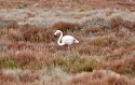 A trapped, solitary flamingo