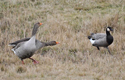 Greylag geese