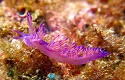 The sea slug