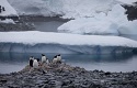 World’s largest marine reserve will be established in Antarctica
