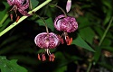 The Martagon Lily