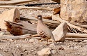 The Israeli sand partridge