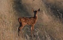 Female deer hide their young