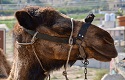 Dromedary camels and tourists in the Holy Land