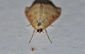 The world of moths