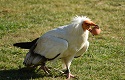 The Egyptian vulture in the Bible