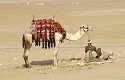 Camels in the Bible