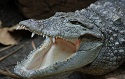Nile crocodiles in Israel