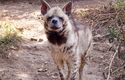 The hyena’s laughter