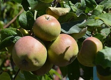 The myth of the apple