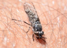 A biblical plague of horseflies?