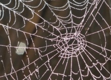 Spiderwebs in the Bible