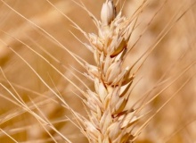 Wheat in Israel