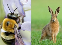 The story of the bumble bee and the hare: Choosing better