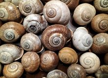 The asymmetry of snails