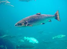 Salmon: an aquatic all-rounder