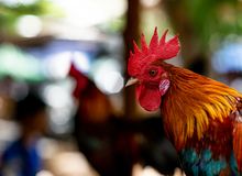 The rooster that makes us weep