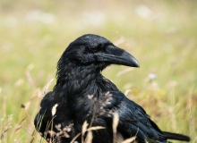 The ravens neither sow nor reap