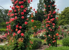 What’s the story? Wasteland or Rosegarden?