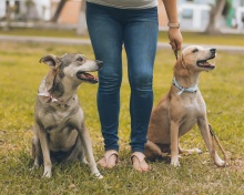 More dogs than children under the age of 15 in European households