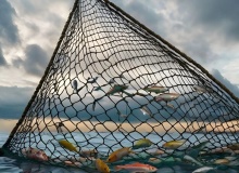Building the biggest net possible together