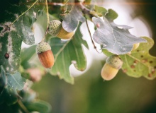Acorns and oaks