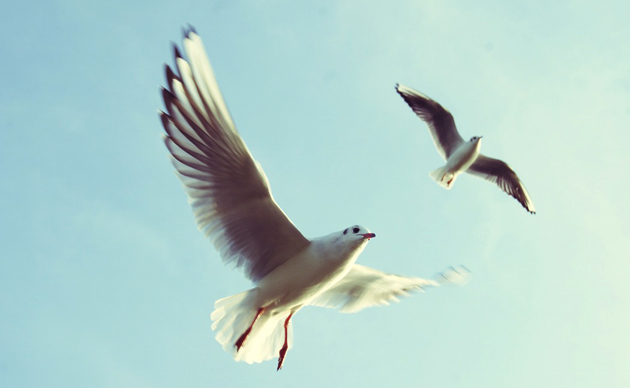Seagulls. / Oliver Berghold (Unsplash),seagulls