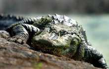 Indian crocodile