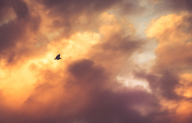 Photo: Breno Machado (Unsplash, CC),bird, sky