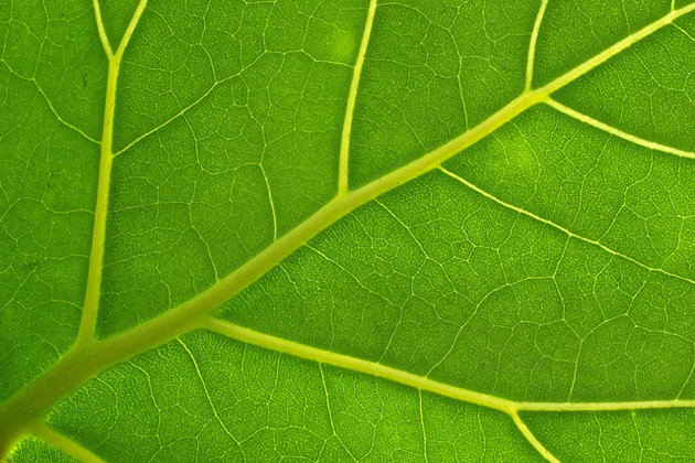 Detail of a leaf. Photo: Christoph Rupprecht (Flickr, CC),leaf, detail, green