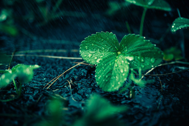 Photo: Mikael Christenson. / Unsplash (CC),leaf. wet, ground