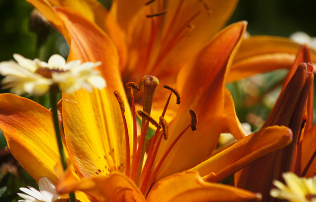 Photo: Tjflex2,gardening, flower