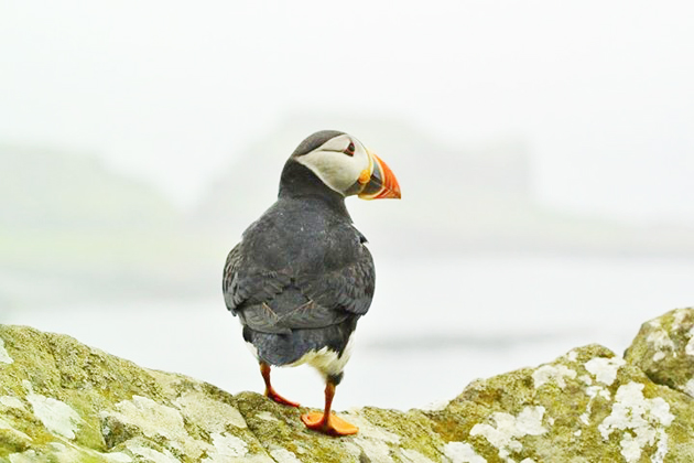 A puffin bird. / ARI,pufin, nature, conservationism