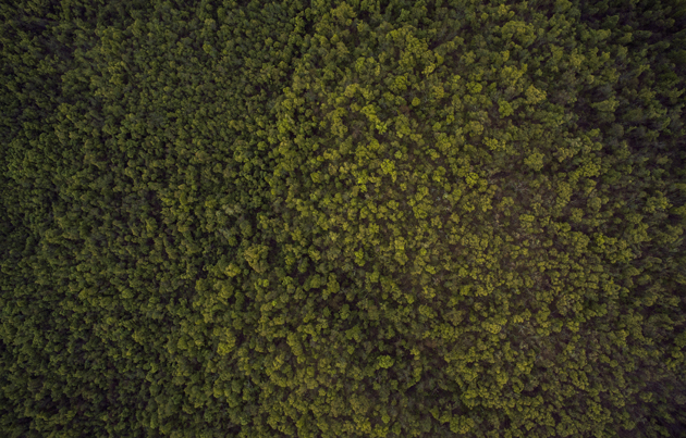 Photo: Charles Yeager (Unsplash, CC),forest, top, beautiful