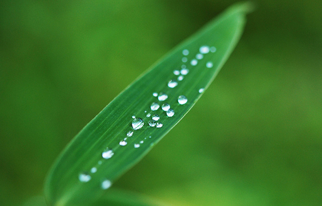 Leaf and water drops. Photo: Patrick Nygren (Flickr, CC),leaf, water drops