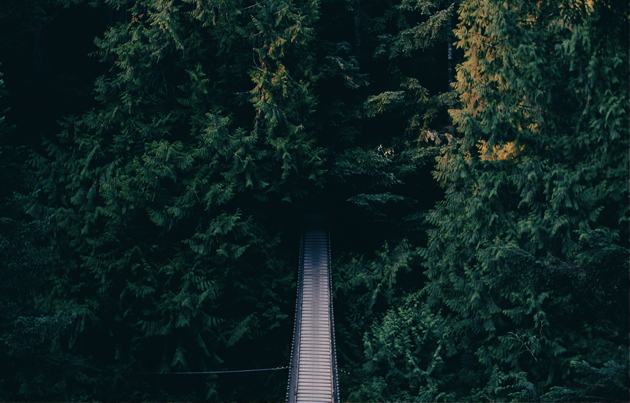 bridge, forest