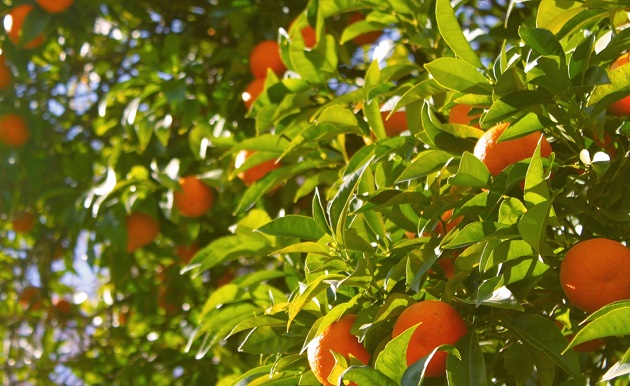 Orange Tree. / Tyler Shaw (Unsplash, CC),oranges, oranges tree, naranajas, árbol, valencia