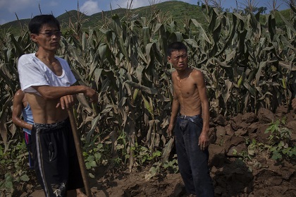 Men stand in a cornfield in Songchon County, North Korea, 13 August 2012. / David Guttenfelder