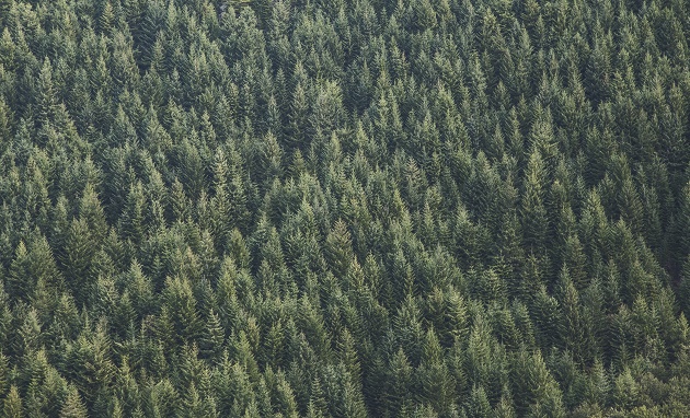 Photo; Samuel Scrimshaw (Unsplash, CC),wood, forest, 