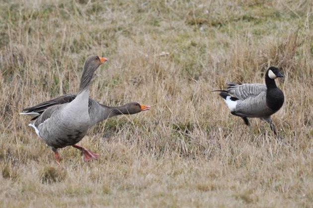 Greylag geese