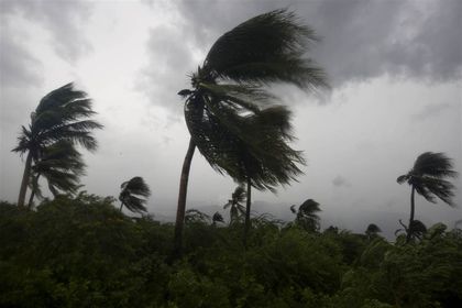 The wind blows coconut trees during Hurricane Matthew in Port-au-Prince, Haiti. / AP