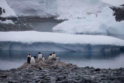 Ross sea is home to penguins.