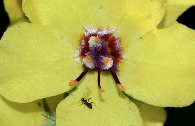Photo: Antonio Cruz,mullein flower, 