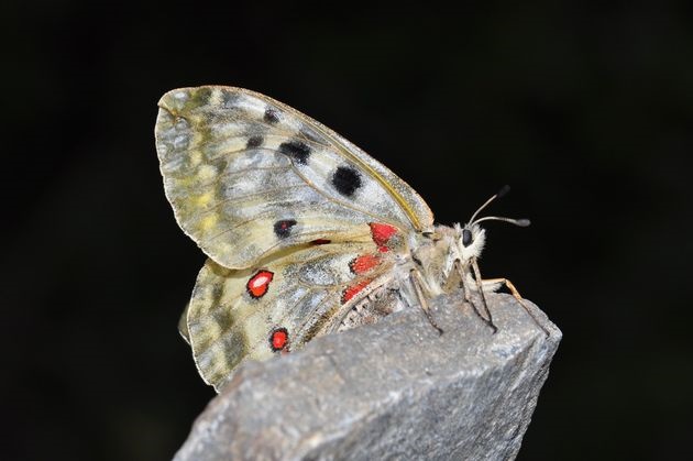An Apollo butterfly. Photo: Antonio Cruz,apollo butterfly