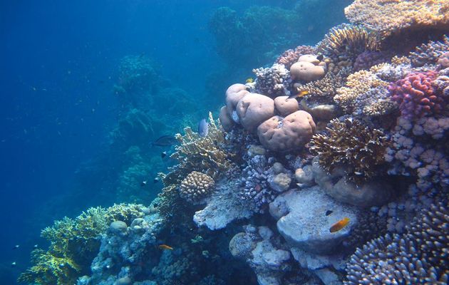 Photo: Antonio Cruz,corals, reefs