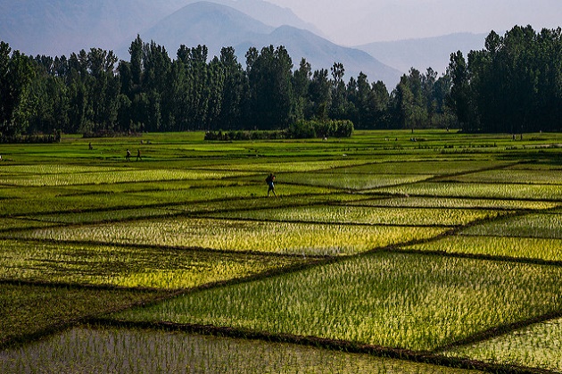 A rice plantation in India. / Flickr (CC),